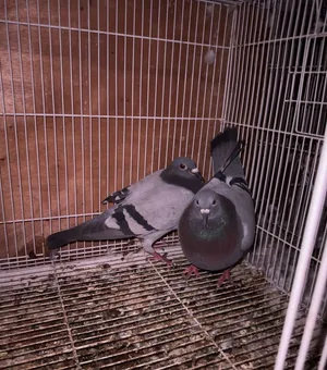 زوج زاجل للبيع racing pigeon pair for sale