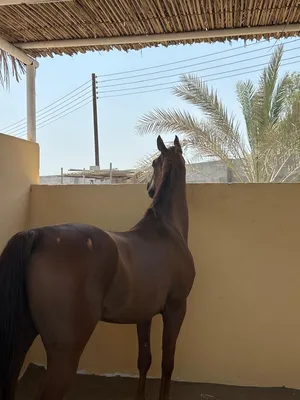 متوفر ايواء خيول