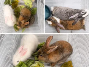 Rabbits babies and adults