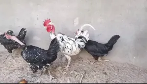 سلام عليكم متاح خمس دجاجات أوديك كويتي ورد الباقله كله بياضات وفول صحتهن خير من الله ملات بيت وحلوات