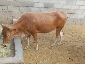 ابقار عشار للبيع