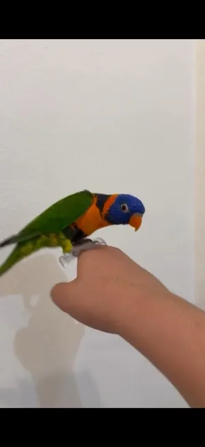 لوري بحاله جيدة و صحه عامه و بيعه سريعه جدا اليوم