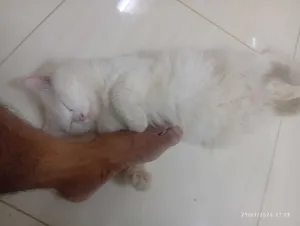 cat trained