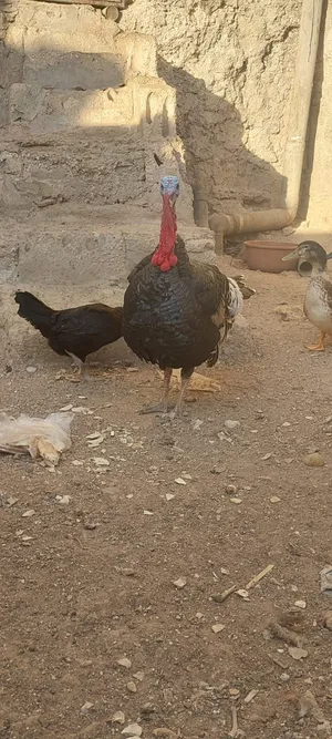 ديك حبش للبيع