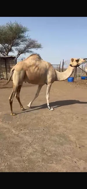 بنت سراب شطيط