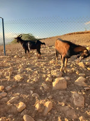 ماعز وتيس بينو للبيع