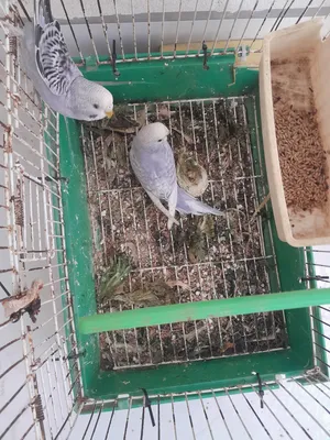 عصفير بقلينو للبيع مكان مصراته مساومه 80