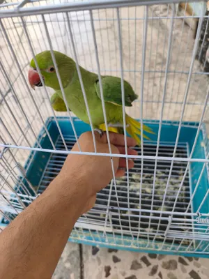 ببغاء درة هندي
