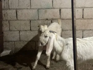 بسم الله الرحمن الرحيم متاح جديان عدد 2 لون ابيض كامل نخب