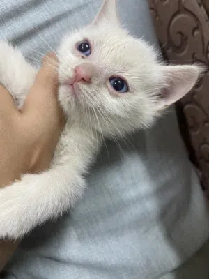 Kittens Turkish adoption ,كتنز للتبني تركي