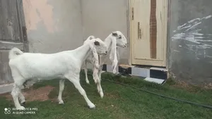 زوز معزات حجازيات هجين قوي