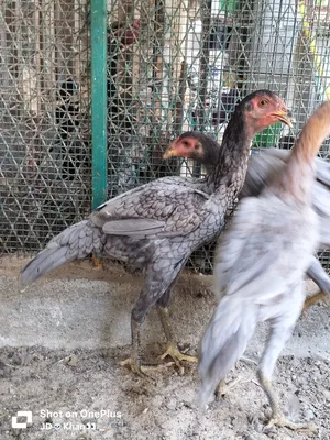 Pakistani Aseel