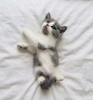 British Shorthair Male Kitten Grey & White 2 Months old قط بريتش شورت هير ذكر، رمادي وابيض عمر شهرين