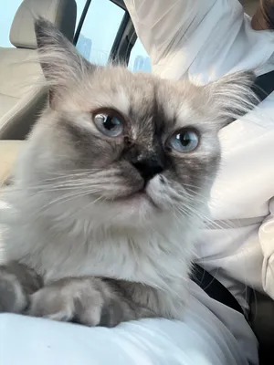 Cat for sale homie cat
