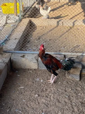 ديك باكستاني