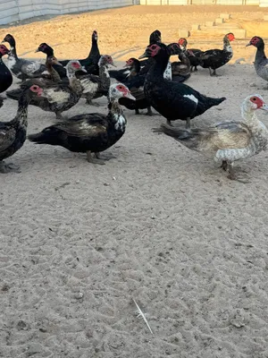 للبيع بط مسكوفي مصري