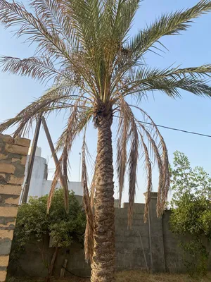 نخل برنسي مجاني