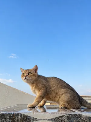 british shorthair