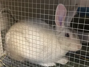 Bunny with house and water bottle and accessories ready to move