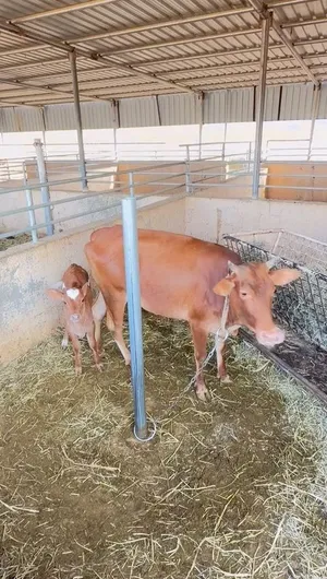 للبيع بقره محليه
