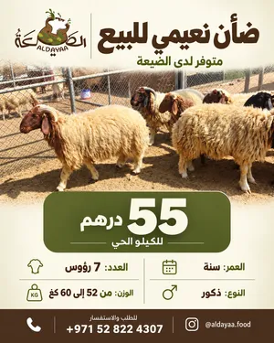 ضأن نعيمي ذكور للبيع – 55 درهم للكيلو الحي