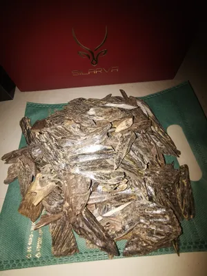 عودهندي وهودازرق