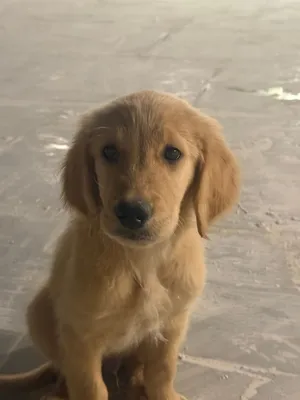 Cute adorable golden retiver for sale