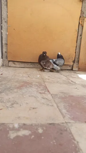 حمام للبيع كوبيات ونتاج وفرادي