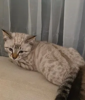قط نوع سنو بنغالي عمره شهرين