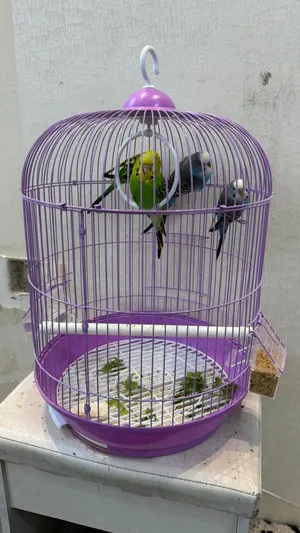 Beautiful budgies for sell