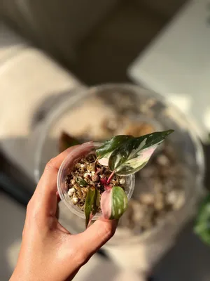 Philodendron pink princess فيلودندرون بنك برنسس