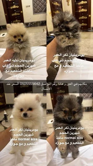 متاح جراوي جيرمان لونج هير شو لاين وجراوي بوبرنيم عمر شهمرين