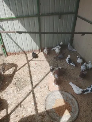 للبيع حمام