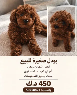 أنثى بودل بني غامق للبيع