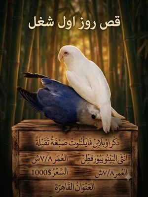 قص روز للبيع