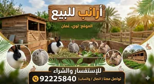 ارانب هولندية
