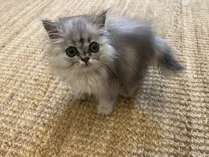Persian Kitten for Adoption
