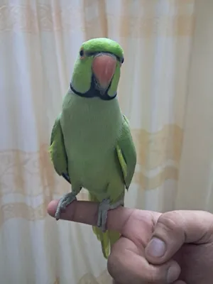 Adult ringneck pair 560 only!!!