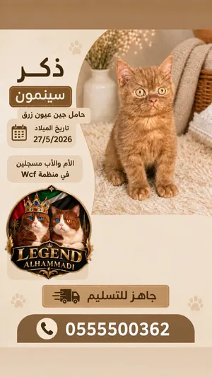 برتش سينمون و بيكلر شوكلت العمر 27/5/2026 شعر قصير