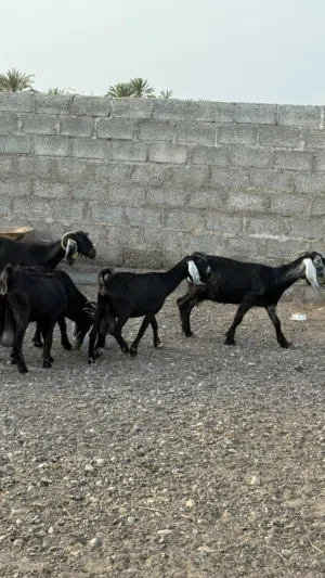ماعز عوارض مع فحل عشار
