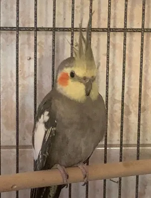 2 Cockatiel bros (200 together) serious buyers only