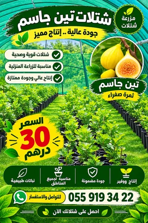 تين جاسم وتين تركي