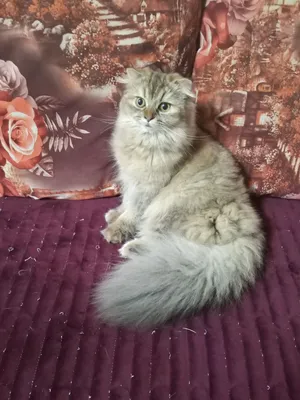 قط سكوتش ستريت