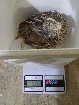فراخ فري سوبر جامبو