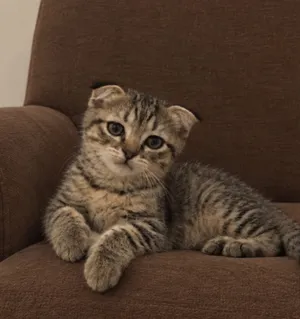 Scottish fold سكوتش فولد