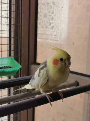 كوكتيل للبيع