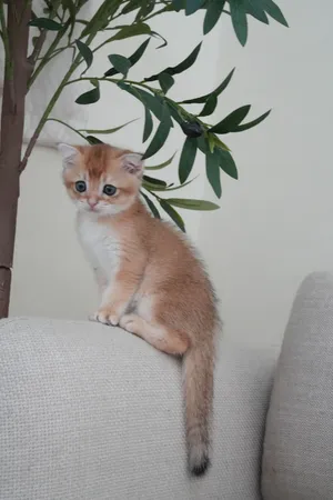اسكوتيش و بريتش متوفر مع توصيل  2500 kitten Scottish  and British with delivery