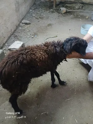جاعده بكر دون أي ولده
