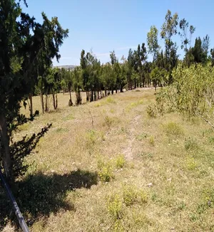 Farm Land for Sale in Nabeul Other