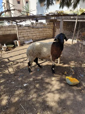 فحل درج اول